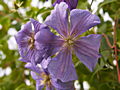 Clematis Perle d Azur IMG_7231 Powojnik